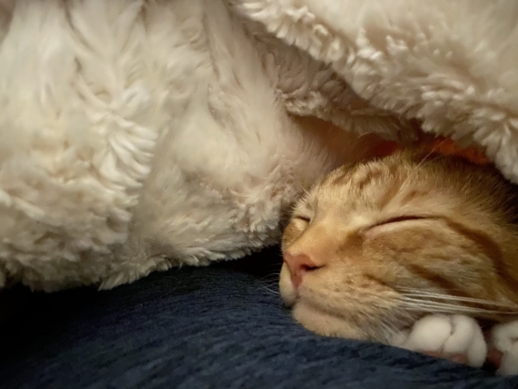 cat sleeping in a blanket