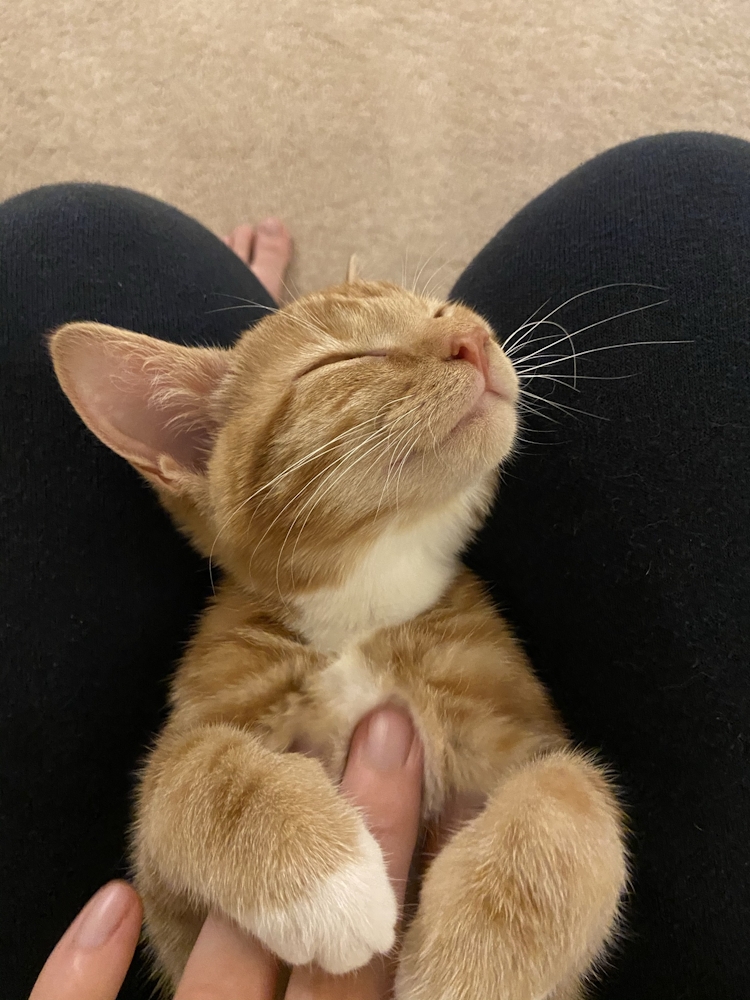 cat sleeping in my lap